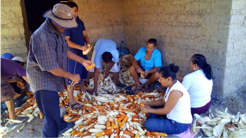 Semiáridos latinoamericanos realizam intercâmbios internacionais com centralidade para os ODS